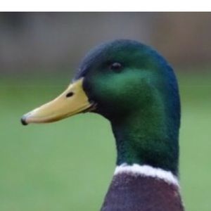 Meet your Posher, Matt